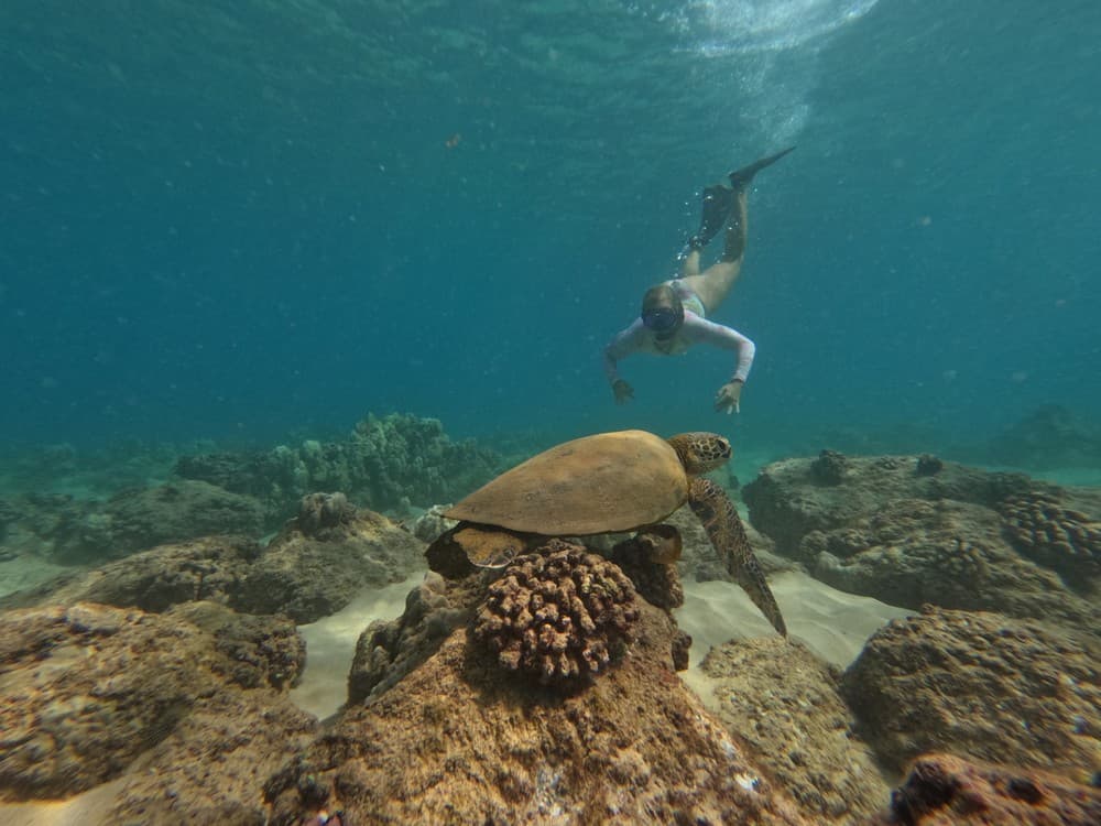 Snorkel with Turtles and Puerto Rican Food Experience